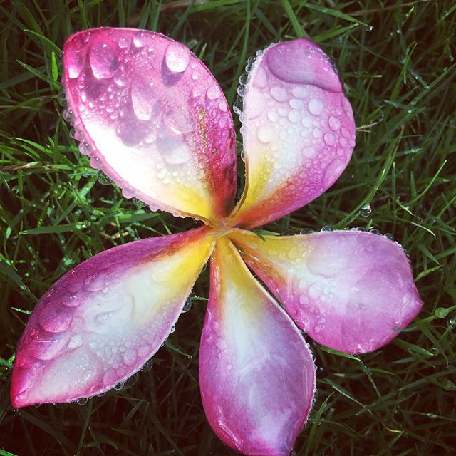 When your morning starts like this, it can't be all bad. Smile #smile #pinkplumeria #goodbyesarehard you know who you are #love