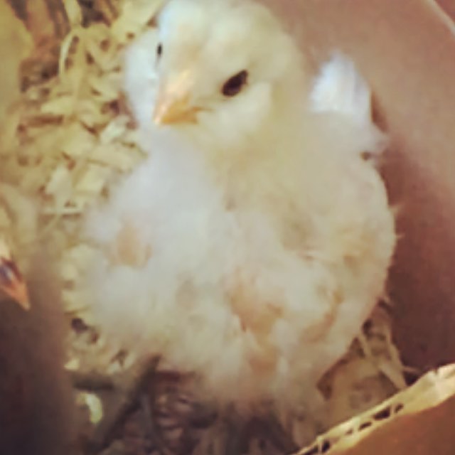 I would just wike to say I wub you willwy long time. And so have a happy and safe weekend #chicklove #babychicks