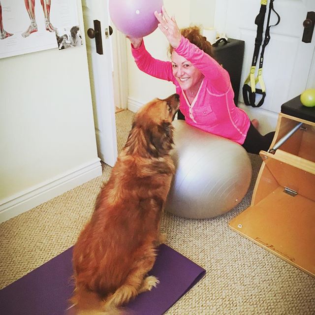 It's a dogs life. Here's beautiful Paula working her back muscles on the ball with KayLee's support #dogs #doglife #pilates #backworkout #bigball #doglover #atgracefulpilatesstudio