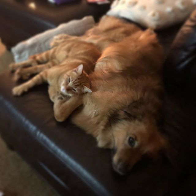 That rare sweet moment my dog allowed the cat to curl up with her.  Kitty has always thought doggy is mommy #sweet #love #areyoumymommy