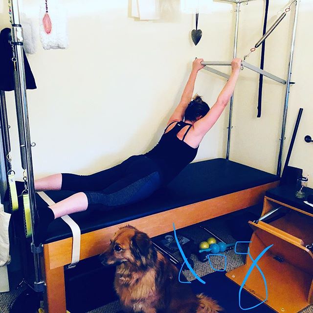 PRONE 2 In Push Through Series! @basipilates #basi Gorgeous Rachelle is seriously rocking this back extension!! This is a gal who a year ago I was hard pressed to get even a slight back bend out of. She was commuting 2 hours a day and as a result was super tight in her #lowback and #hamstrings I’m sure there are a few of you who can relate. Now look at her! Admittedly she’s a perfectionist. And she’s up for any challenge I throw her way. But at the end of the day, it’s practice, practice, practice!!Keep at it! Don’t give up on your practice. YOU are capable of much more than you might think! And also good to have dog support 🐕 #backextensors #prone2 #back #backbend #likeback #lowbackrelease #form #formmatters #reformercadillac #pilates #shoulders #shoulderstretch #dog #doggy #doglife #dogvibe #dontjudgechallenge #dontgiveup   gracefulpilates.com
