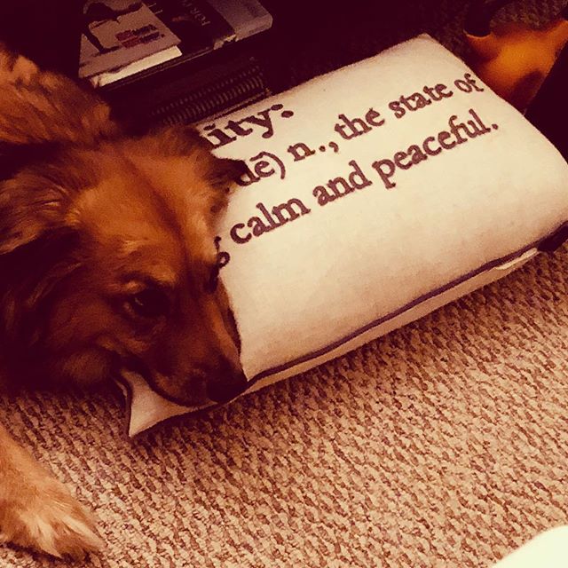 Calm and Peaceful ☮️ #kayleeslife #dog #calm #peaceful