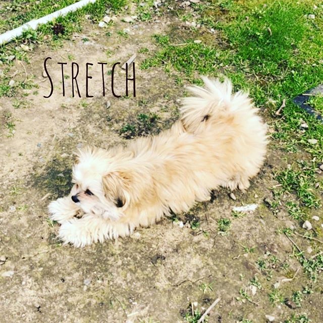 Stretching is so important. Some people dismiss it, but you shouldn’t. Even pups know better  #stretch #goodforyou #elongates #dogs #pups #mikidog #daisy