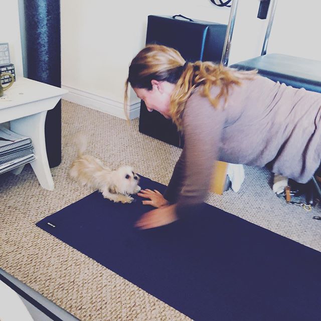 Planking with shoulder taps while keeping hips still, but the pup thinks differently.But, you’re down here so we can play, right!?  #plank #planking #abs #powerhouse #workit #getitgirl #dog #pup #pupplay #pilates #gracefulpilates